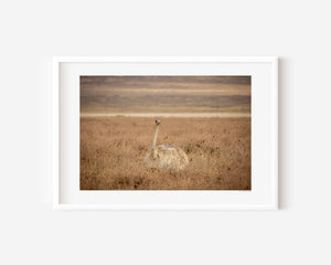 A fine art ostrich photograph from Tanzania’s Ngorongoro, capturing the alert gaze of a Masai ostrich rising from the grass.