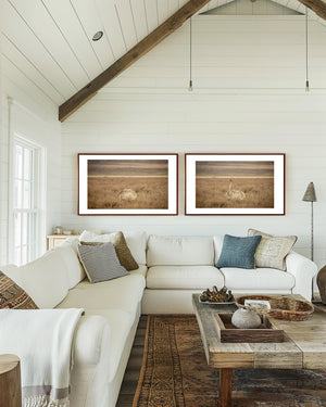 Two fine art wildlife photographs of a Masai ostrich in Ngorongoro National Park — one hidden in tall grass, the other emerging with head raised.
