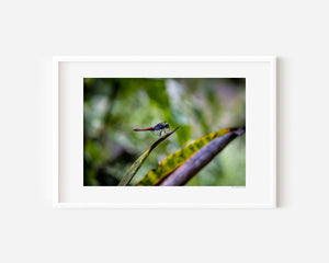 Fine art photograph of a red dragonfly, highlighting vivid colour, delicate wings, texture, and the serene beauty of wildlife.