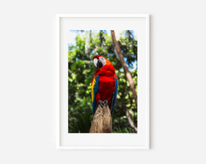 Fine art photograph of a Scarlet Macaw perched gracefully, showing vibrant red plumage, detailed feathers, and a poised, elegant wildlife moment.