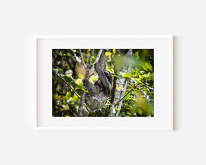 Mother sloth holding her baby in a tropical tree, soft light highlighting their gentle forms, conveying warmth, care, and fine art photography.