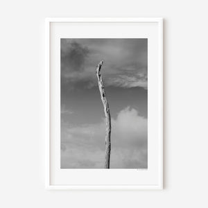Lone tree with bare trunk standing against cloudy sky in minimalist landscape photography.