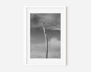 Lone tree with bare trunk standing against cloudy sky in minimalist landscape photography.
