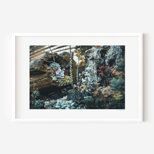 Fine art botanical photo of clustered desert succulents, showcasing repeating rosette forms, subtle color variation, texture, and natural pattern.