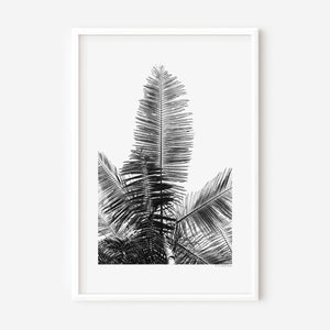 Fine art photograph of a tropical palm tree from the ground, shown in colour, black-and-white, and sepia, highlighting vertical lines, silhouette, form, and the serene beauty of nature.