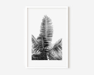 Fine art photograph of a tropical palm tree from the ground, shown in colour, black-and-white, and sepia, highlighting vertical lines, silhouette, form, and the serene beauty of nature.