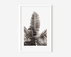 Fine art photograph of a tropical palm tree from the ground, shown in colour, black-and-white, and sepia, highlighting vertical lines, silhouette, form, and the serene beauty of nature.