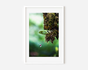 Fine art photograph of Tiny Tica, one of the world’s smallest orchids, showcasing delicate petals, soft textures, gentle colour, and intimate botanical detail.