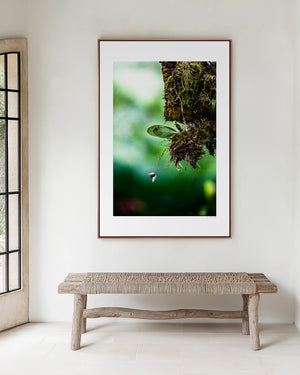 Fine art photograph of Tiny Tica, one of the world’s smallest orchids, showcasing delicate petals, soft textures, gentle colour, and intimate botanical detail.