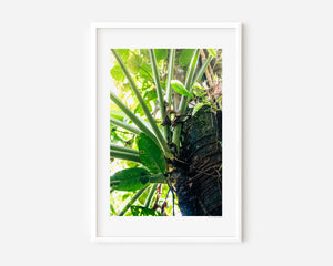 Fine art photograph of leaves viewed from below with soft tones, highlighting light, balance, and an open, serene canopy scene.