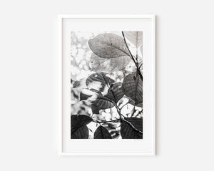 Fine art photograph of layered leaves viewed from below, capturing a light, airy canopy with soft tones and natural rhythm.