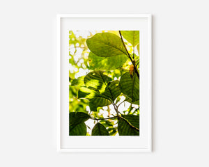 Fine art photograph of layered leaves viewed from below, capturing a light, airy canopy with soft tones and natural rhythm.