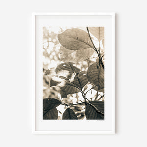 Fine art photograph of layered leaves viewed from below, capturing a light, airy canopy with soft tones and natural rhythm.