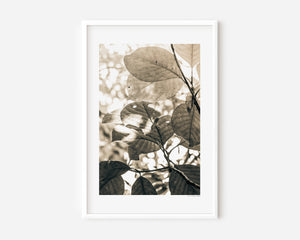 Fine art photograph of layered leaves viewed from below, capturing a light, airy canopy with soft tones and natural rhythm.