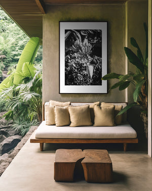 Musa Roja red banana bloom with clusters of bananas above, tropical leaves and light creating a serene, sculptural composition, fine art photography.