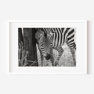 A zebra leaning against a weathered tree trunk in Tarangire National Park, captured in a fine art wildlife photograph conveying rest and instinctive stillness.