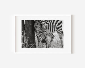 A zebra leaning against a weathered tree trunk in Tarangire National Park, captured in a fine art wildlife photograph conveying rest and instinctive stillness.