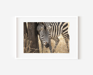 A zebra leaning against a weathered tree trunk in Tarangire National Park, captured in a fine art wildlife photograph conveying rest and instinctive stillness.