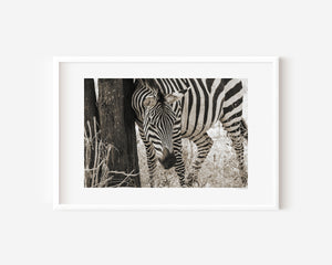 A zebra leaning against a weathered tree trunk in Tarangire National Park, captured in a fine art wildlife photograph conveying rest and instinctive stillness.