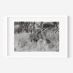 Zebras nestled in tall Serengeti grass, sharing a quiet moment of connection in this fine art wildlife photo exploring harmony and concealment.