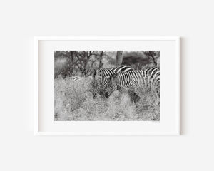 Zebras nestled in tall Serengeti grass, sharing a quiet moment of connection in this fine art wildlife photo exploring harmony and concealment.