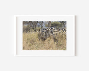 Zebras nestled in tall Serengeti grass, sharing a quiet moment of connection in this fine art wildlife photo exploring harmony and concealment.
