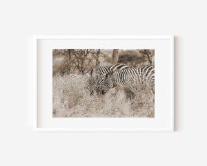 Zebras nestled in tall Serengeti grass, sharing a quiet moment of connection in this fine art wildlife photo exploring harmony and concealment.
