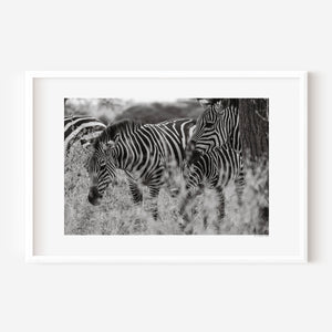Zebras nestled within swaying grasses of the Serengeti, holding a gentle stillness in this fine art wildlife photograph.