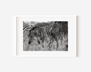 Zebras nestled within swaying grasses of the Serengeti, holding a gentle stillness in this fine art wildlife photograph.