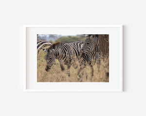 Zebras nestled within swaying grasses of the Serengeti, holding a gentle stillness in this fine art wildlife photograph.
