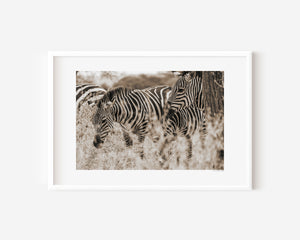 Zebras nestled within swaying grasses of the Serengeti, holding a gentle stillness in this fine art wildlife photograph.