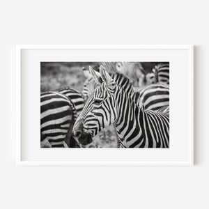 A group of zebras standing closely together, their stripes blending in soft patterns. Fine art wildlife photo taken in Ngorongoro Conservation Area.