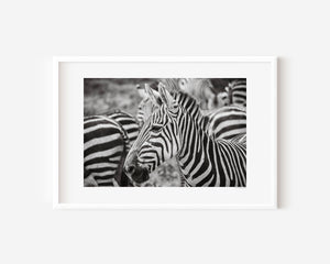 A group of zebras standing closely together, their stripes blending in soft patterns. Fine art wildlife photo taken in Ngorongoro Conservation Area.