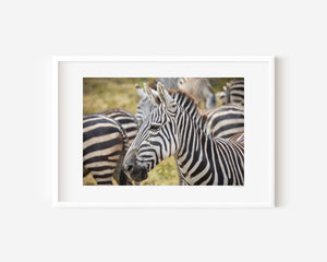A group of zebras standing closely together, their stripes blending in soft patterns. Fine art wildlife photo taken in Ngorongoro Conservation Area.