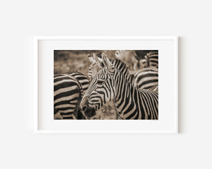 A group of zebras standing closely together, their stripes blending in soft patterns. Fine art wildlife photo taken in Ngorongoro Conservation Area.