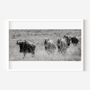 A mixed group of zebras and wildebeest walking together across the grasslands of Ngorongoro Conservation Area, captured in a fine art wildlife photograph.