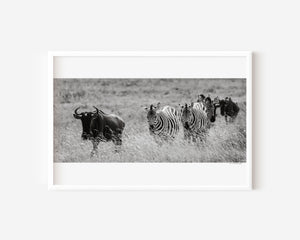 A mixed group of zebras and wildebeest walking together across the grasslands of Ngorongoro Conservation Area, captured in a fine art wildlife photograph.