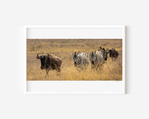 A mixed group of zebras and wildebeest walking together across the grasslands of Ngorongoro Conservation Area, captured in a fine art wildlife photograph.