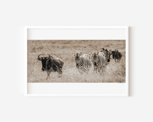 A mixed group of zebras and wildebeest walking together across the grasslands of Ngorongoro Conservation Area, captured in a fine art wildlife photograph.