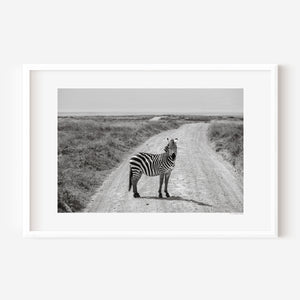 A young zebra pauses mid-step, looking directly at the camera in a fine art wildlife photograph from Ngorongoro Conservation Area.