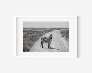 A young zebra pauses mid-step, looking directly at the camera in a fine art wildlife photograph from Ngorongoro Conservation Area.