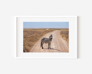 A young zebra pauses mid-step, looking directly at the camera in a fine art wildlife photograph from Ngorongoro Conservation Area.