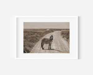 A young zebra pauses mid-step, looking directly at the camera in a fine art wildlife photograph from Ngorongoro Conservation Area.