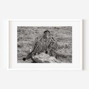 Three zebras near a boulder in the Serengeti, engaged in grooming and stillness, in a fine art wildlife photo capturing presence and balance.
