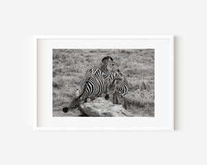 Three zebras near a boulder in the Serengeti, engaged in grooming and stillness, in a fine art wildlife photo capturing presence and balance.