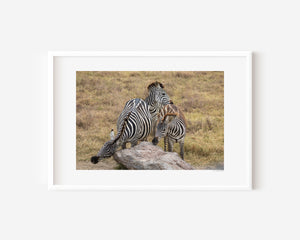 Three zebras near a boulder in the Serengeti, engaged in grooming and stillness, in a fine art wildlife photo capturing presence and balance.