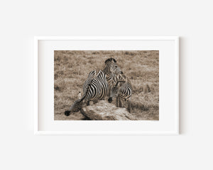 Three zebras near a boulder in the Serengeti, engaged in grooming and stillness, in a fine art wildlife photo capturing presence and balance.