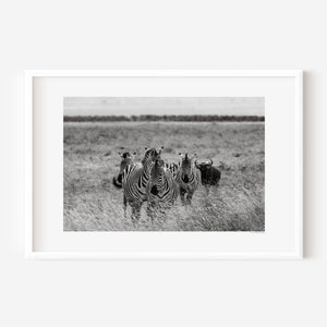 A line of zebras moving steadily across Ngorongoro grasslands, accompanied by a lone wildebeest, captured in a fine art wildlife photograph.