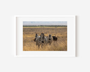 A line of zebras moving steadily across Ngorongoro grasslands, accompanied by a lone wildebeest, captured in a fine art wildlife photograph.
