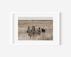 A line of zebras moving steadily across Ngorongoro grasslands, accompanied by a lone wildebeest, captured in a fine art wildlife photograph.